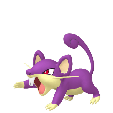 rattata